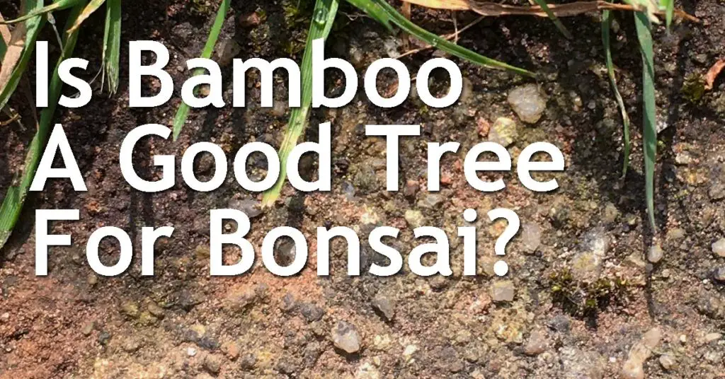 Is Bamboo A Good Tree For Bonsai