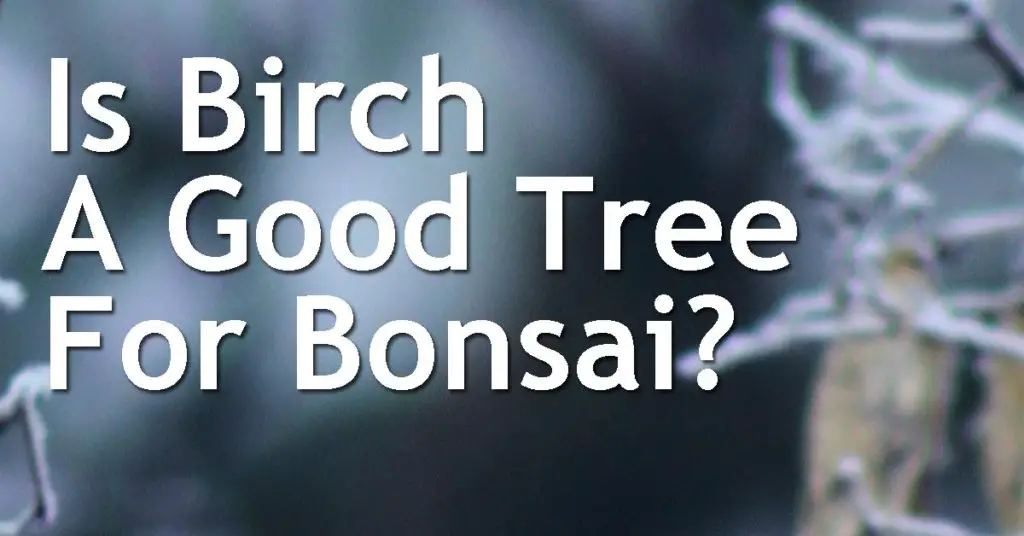 Is Birch A Good Tree For Bonsai