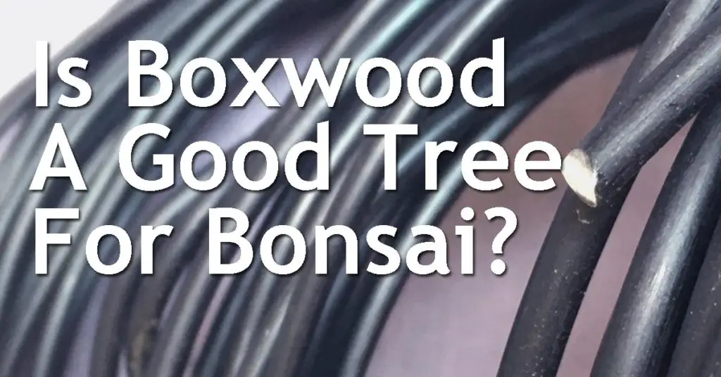 Is Boxwood A Good Tree For Bonsai