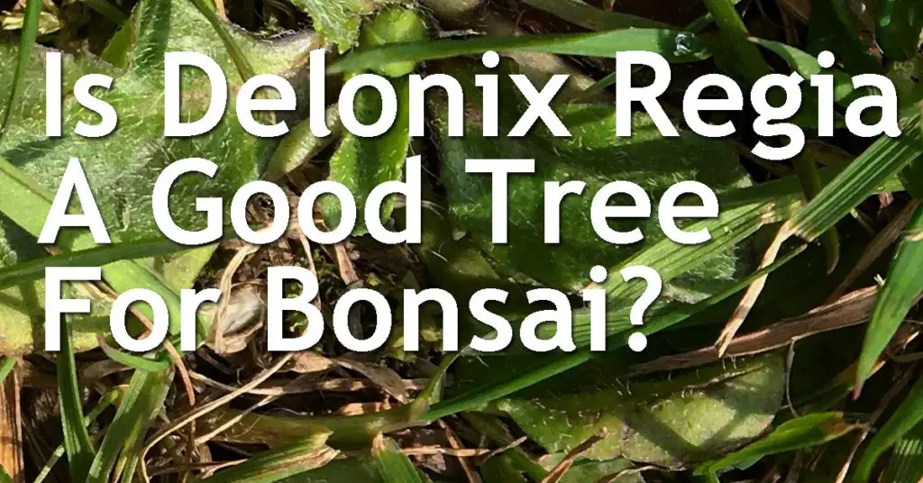 Is Delonix Regia A Good Tree For Bonsai