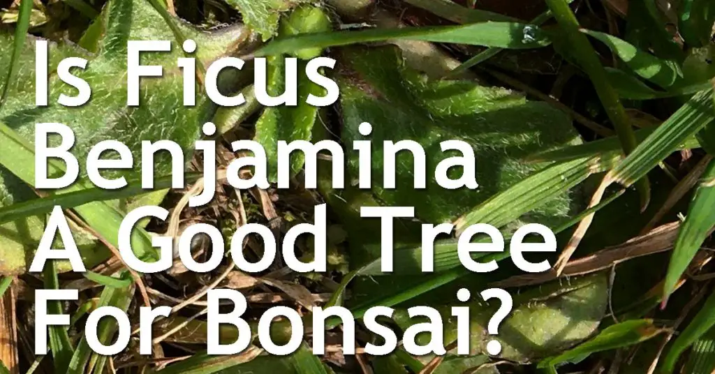 Is Ficus Benjamina A Good Tree For Bonsai? 3 Is Ficus Benjamina A Good Tree For Bonsai