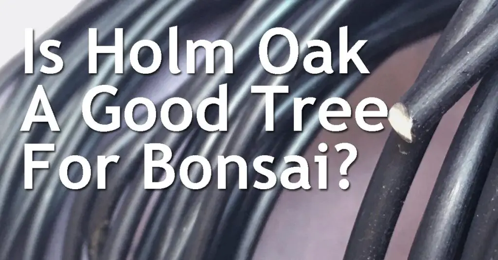 Is Holm Oak A Good Tree For Bonsai