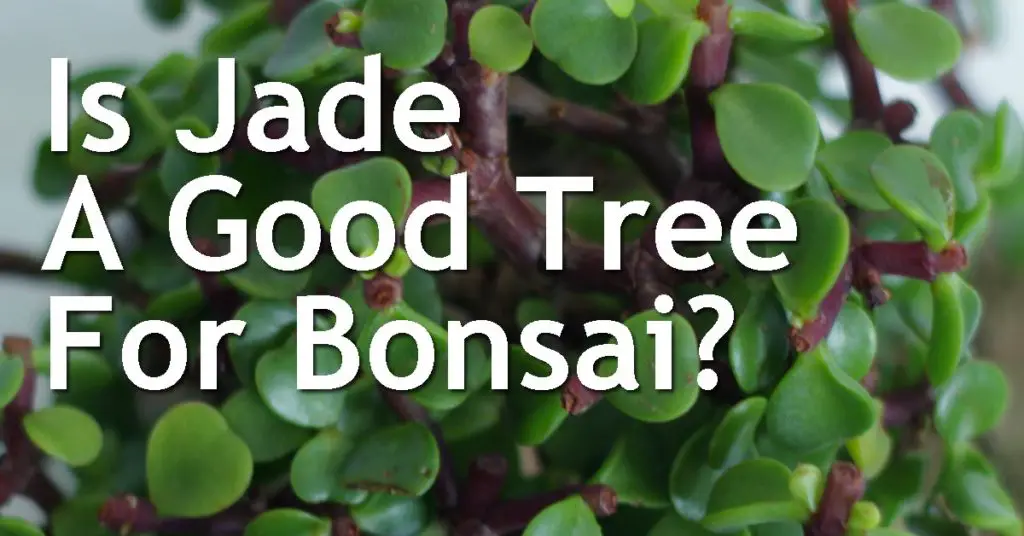 Is Jade A Good Tree For Bonsai? 3 Is Jade A Good Tree For Bonsai