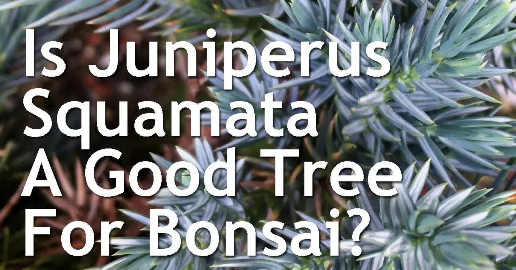 Is Juniperus Squamata A Good Tree For Bonsai