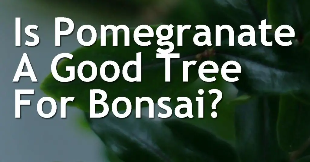 Is Pomegranate A Good Tree For Bonsai