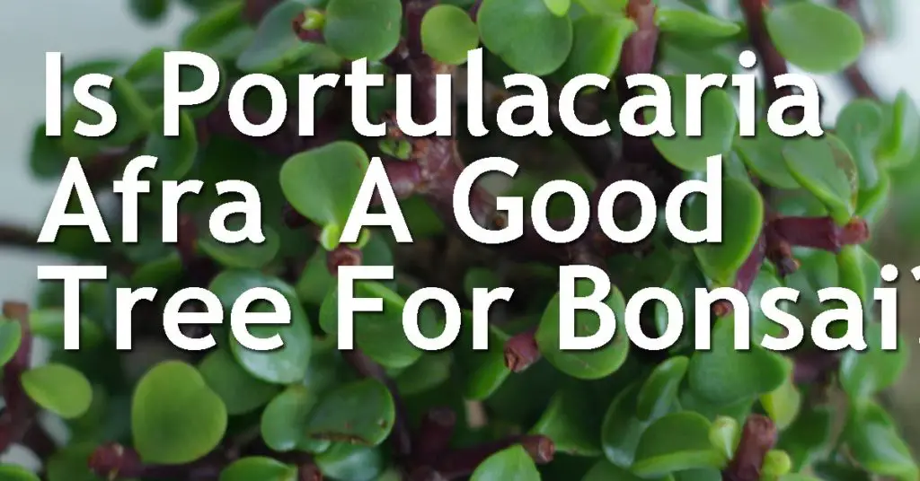 Is Portulacaria Afra A Good Tree For Bonsai? 5 Is Portulacaria Afra A Good Tree For Bonsai