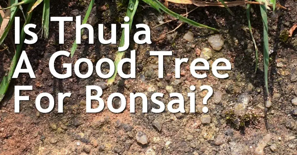 Is Thuja A Good Tree For Bonsai