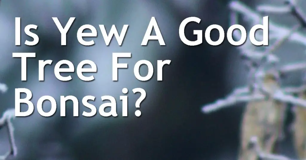 Is Yew A Good Tree For Bonsai? 10 Is Yew A Good Tree For Bonsai