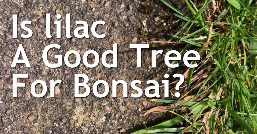Is lilac A Good Tree For Bonsai