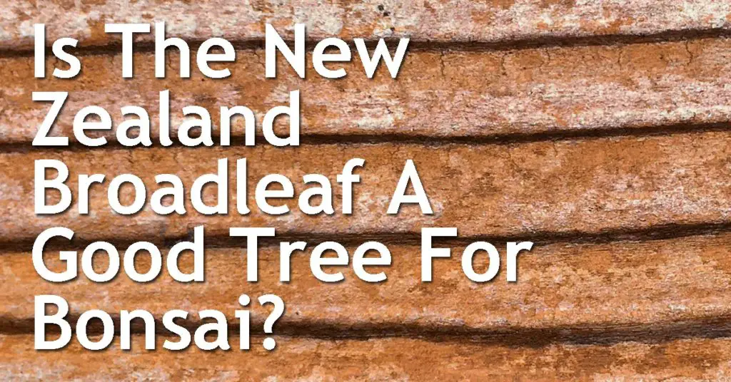 Is the New Zealand Broadleaf A Good Tree For Bonsai