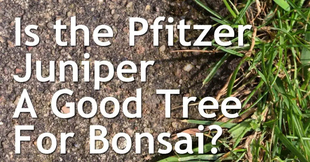 Is the Pfitzer Juniper A Good Tree For Bonsai