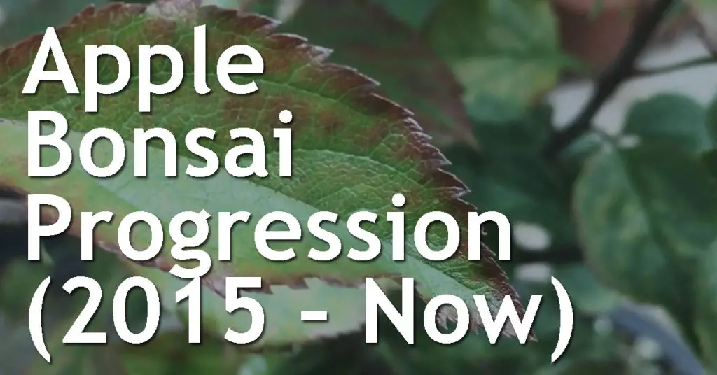 Apple Bonsai Progression 2015 – Now