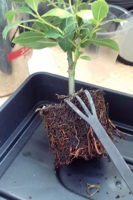 Bay Bonsai Progression 1