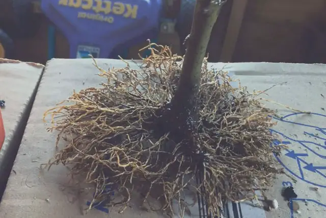 Bay Bonsai Progression 10