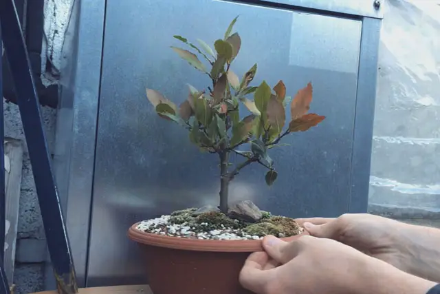 Bay Bonsai Progression 11