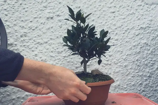 Bay Bonsai Progression 12