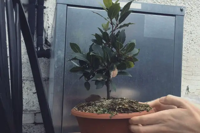 Bay Bonsai Progression 13