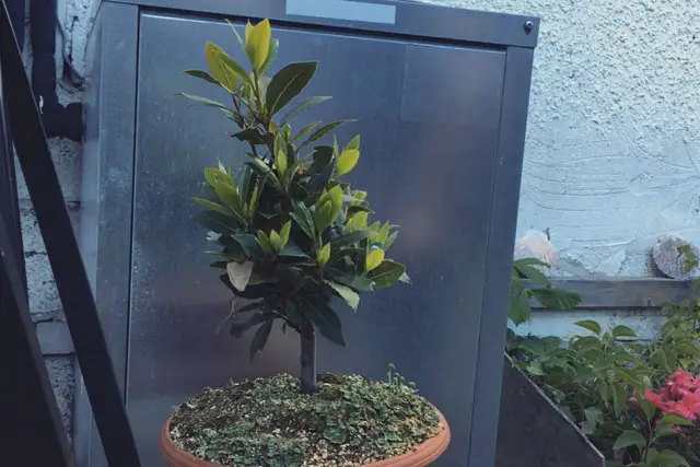 Bay Bonsai Progression 14