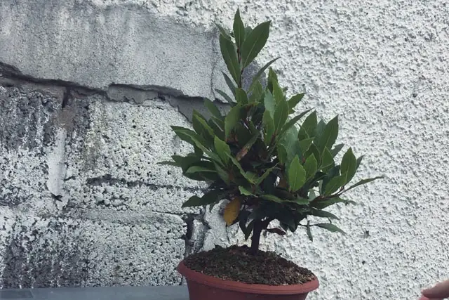 Bay Bonsai Progression 15