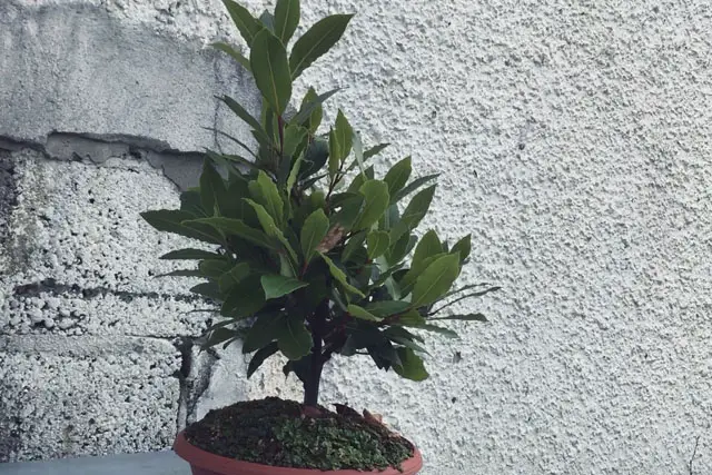 Bay Bonsai Progression 16