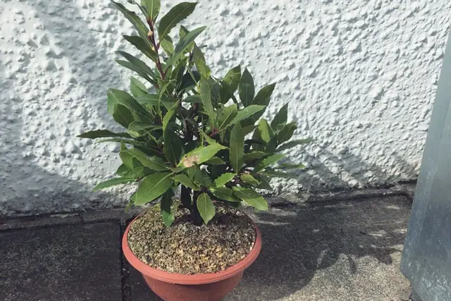Bay Bonsai Progression 17