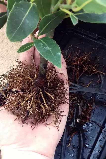 Bay Bonsai Progression 2