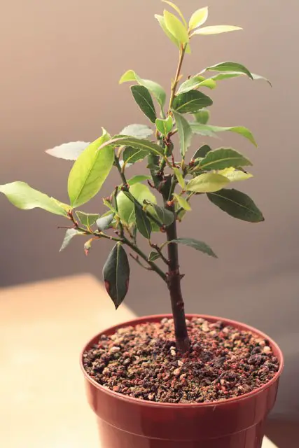 Bay Bonsai Progression 3