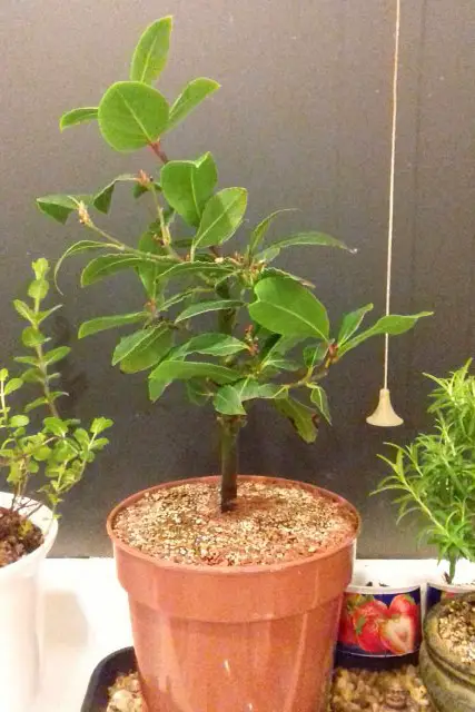 Bay Bonsai Progression 4