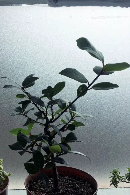 Bay Bonsai Progression 5