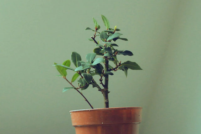 Bay Bonsai Progression 6