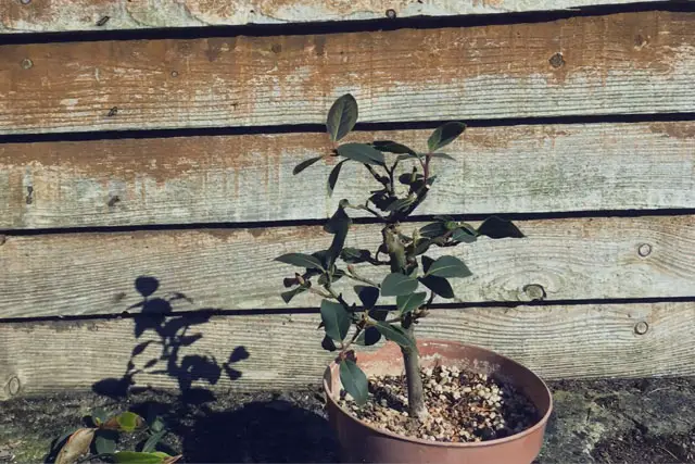 Bay Bonsai Progression 7