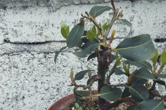 Bay Bonsai Progression 8