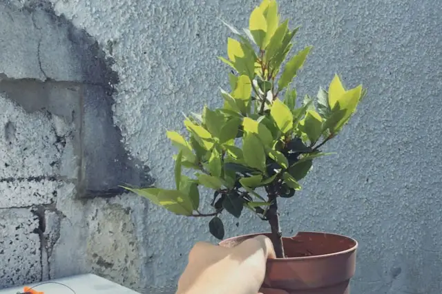 Bay Bonsai Progression 9