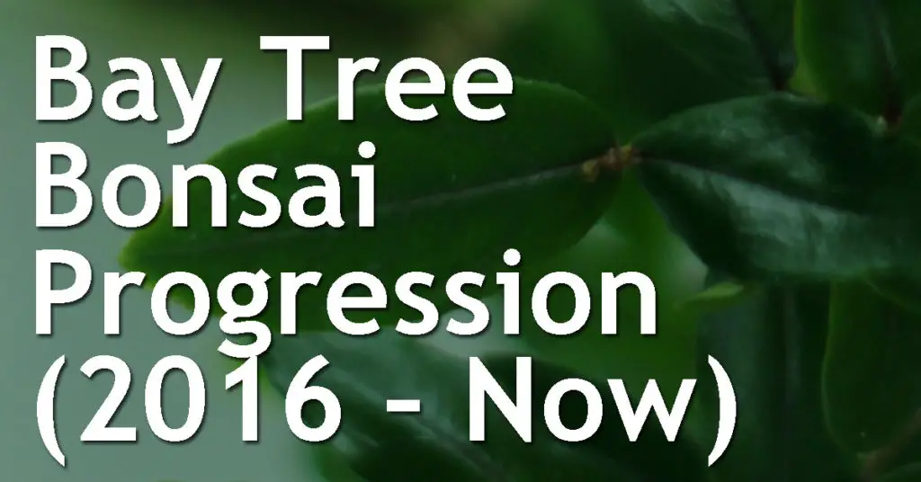 Bay Tree Bonsai Progression 2016 – Now