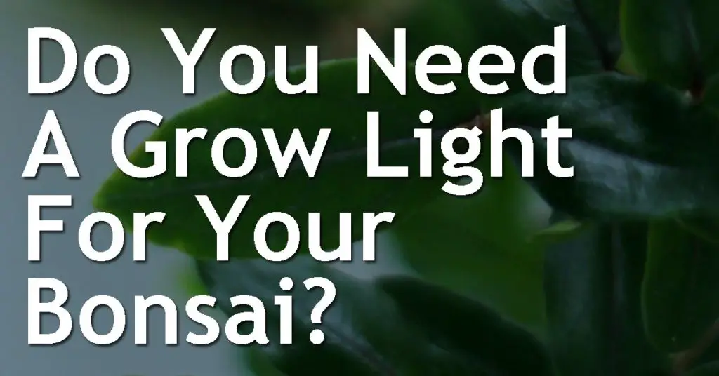Do You Need A Grow Light For Your Bonsai? 11 Do You Need A Grow Light For Your Bonsai