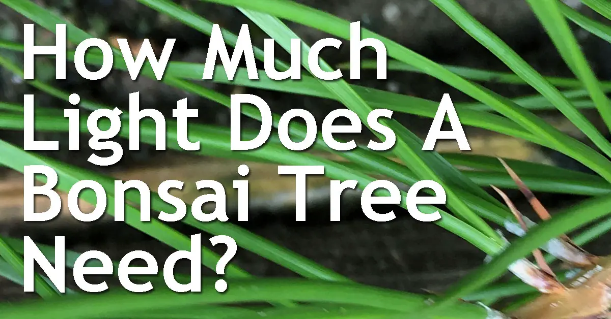 How Much Light Does A Bonsai Tree Need? Back Garden Bonsai
