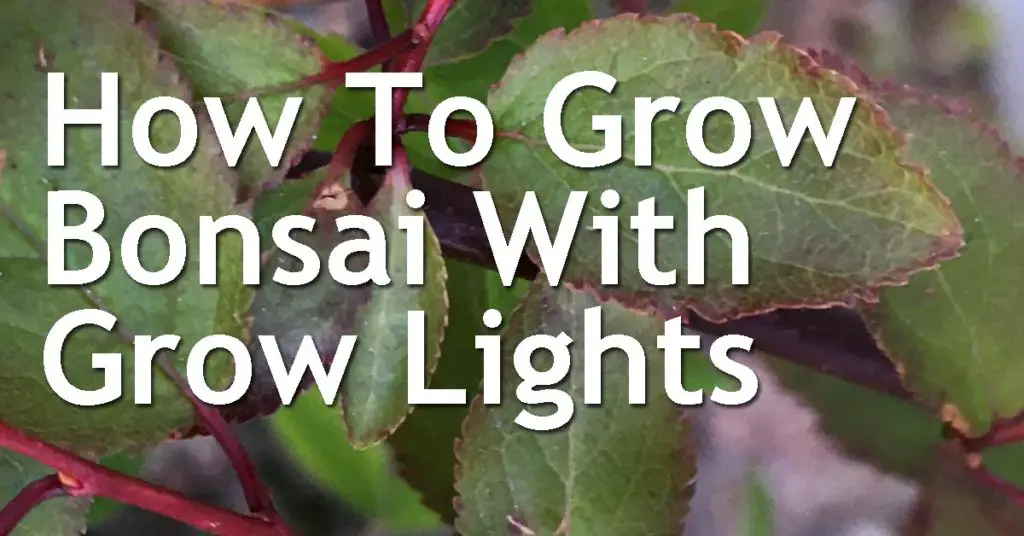 How To Grow Bonsai With Grow Lights 17 How To Grow Bonsai With Grow Lights