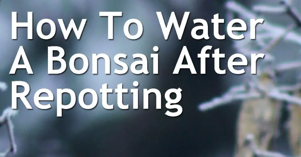 How To Water A Bonsai After Repotting 15 How To Water A Bonsai After Repotting