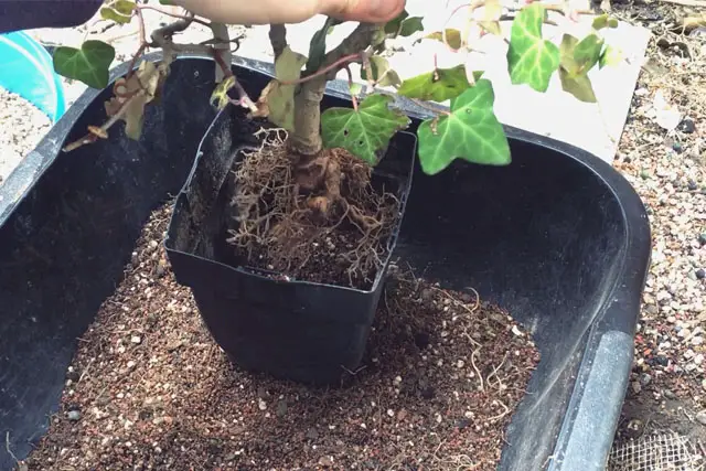 Ivy Bonsai Care 3 Ivy progression 13