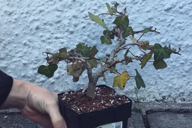 Ivy Bonsai Care 1 Ivy progression 14