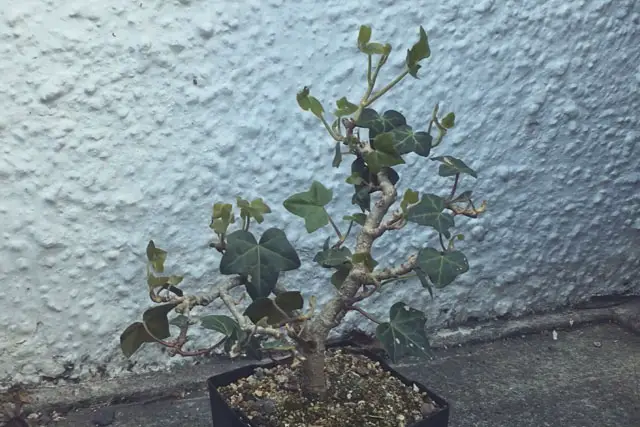 Ivy Bonsai Care 2 Ivy progression 9