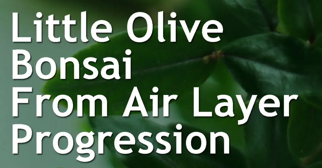 Little Olive Bonsai From Air Layer Progression