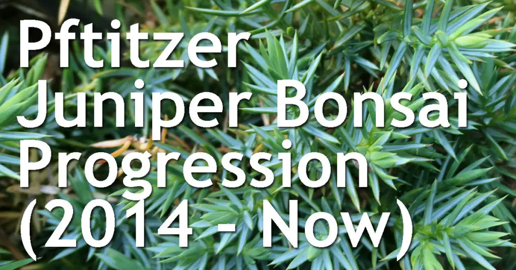 Pftitzer Juniper Progression