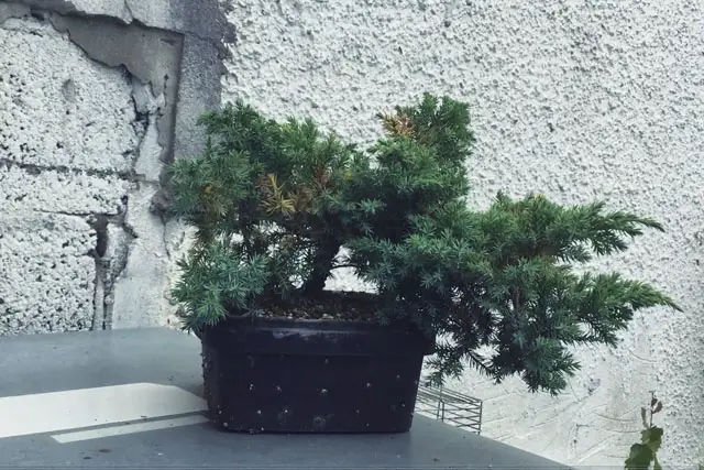 Pftitzer Juniper Bonsai Care 1 Pftitzer Juniper Progression 11