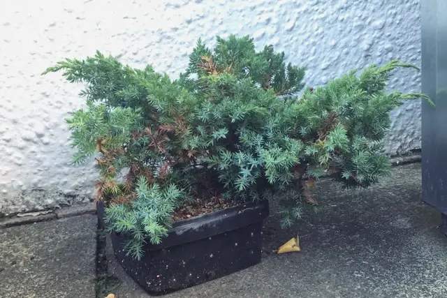 Why Is My Juniper Bonsai Turning Yellow? 1 Pftitzer Juniper Progression 12