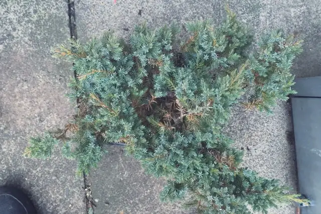 Pftitzer Juniper Bonsai Care 2 Pftitzer Juniper Progression 14