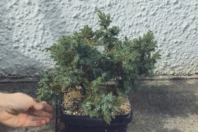 Pftitzer Juniper Progression 15