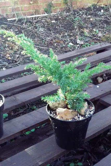 Pftitzer Juniper Progression (2017-Now) 2 Pftitzer Juniper Progression 2