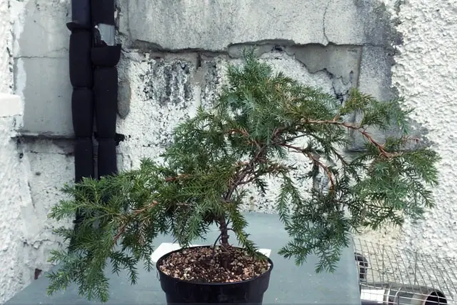 Pftitzer Juniper Progression (2017-Now) 3 Pftitzer Juniper Progression 3