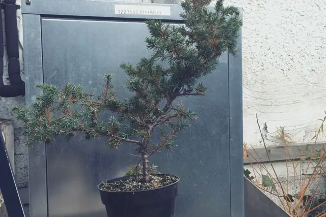 Pftitzer Juniper Bonsai Care 3 Pftitzer Juniper Progression 4